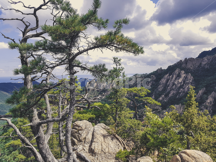 산,구름,자연,수락산,나무들,자연,풍경,nature,landscape,한국자연풍경,한국자연경관,korea nature landscape,plant,식물,tree,나무,outdoors,옥외