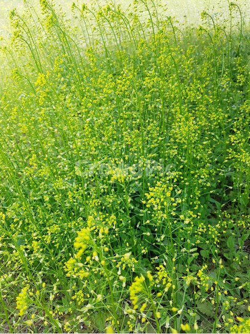 outdoors,nature,자연,목초지,들,grassland,옥외,식물,자연,plants,nature