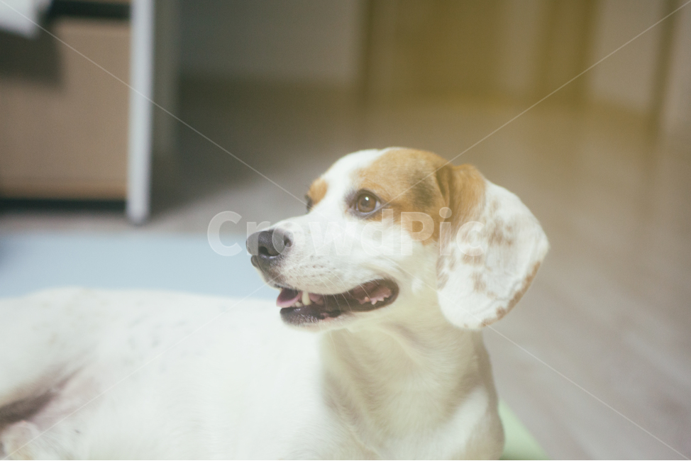 반려동물,강아지,개,비글,동물,애완동물,animal,dog,doggy,companionanimal,pet,beagle,동물,animal,개,강아지,dog,doggy,감성,sensible,feeling