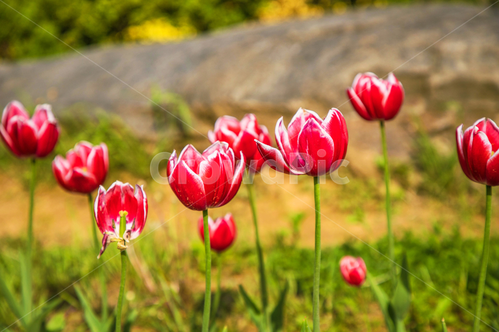 자연,식물,꽃,튤립,lower,아름다운,tulip,식물,자연,plants,nature,꽃,flower