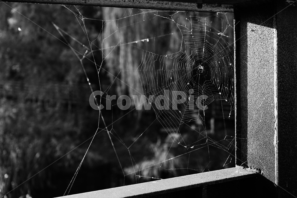 흑백,가을,나뭇잎,그림자,autumn,fall,leaf,backlight,역광,거미줄,monotone,bw,loneliness,solitary,모노톤,흑백사진,흑백,모노톤,monochrome,black and white