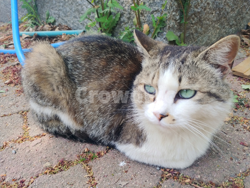고양이,길고양이,잠자는,식빵굽는,길냥이,냥이,냥냥펀치,시선,귀여운,바라보는