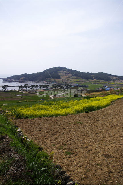 유채꽃,꽃밭,꽃,flower,계절,봄,spring,하늘,풍경,봄,계절,spring,season,시골,마을,풍경,landscape,country,rural,town,nature,자연,dirt road,흙길,gravel,자갈,road,도로,ground,바닥,outdoors,옥외,scenery