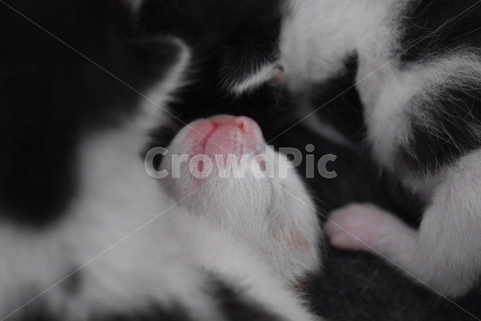 kitten,고양이새끼,고양이,동물,animal,pet,아기고양이,새끼고양이,동물,animal,포유류,mammal,고양이,cat,kitten,kitty