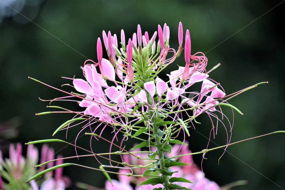 자연,식물,숲,작은꽃,접사,아름다움,식물,자연,plants,nature,꽃,flower