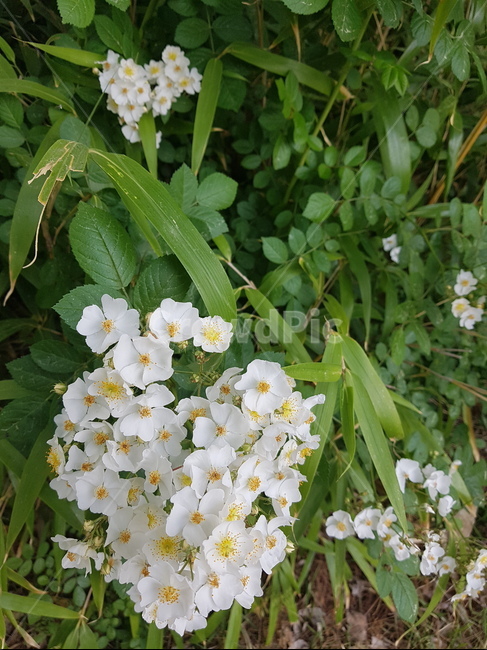 꽃,흰꽃,식물,봄꽃,잡초