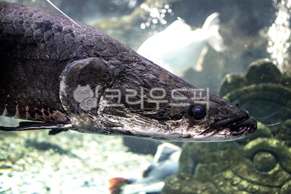 arapaima,아라파이마,피라루쿠,생선,민물고기,물고기