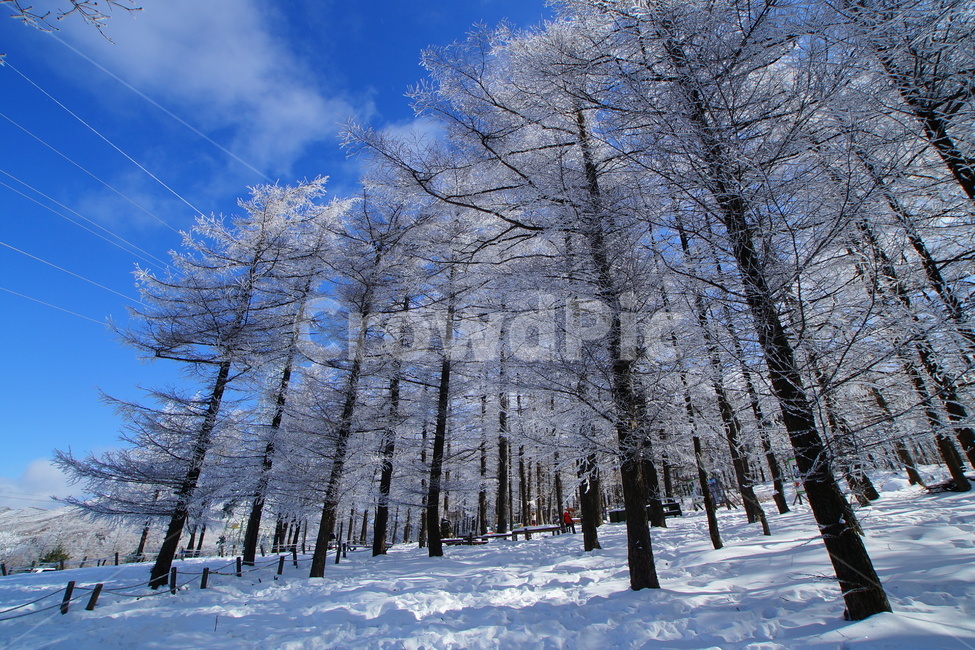 함백산,만항재,설경,풍경,겨울,겨울,계절,winter,season,자연,풍경,nature,landscape,tree,나무,plant,식물,fir,전나무