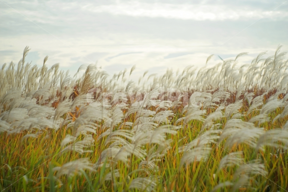 억새,풍경,landscape,식물,plant,sky,하늘,바람,wind,감성,초원,전원,croud,구름,자연,풍경,nature,landscape,식물,plants,grass,잔디
