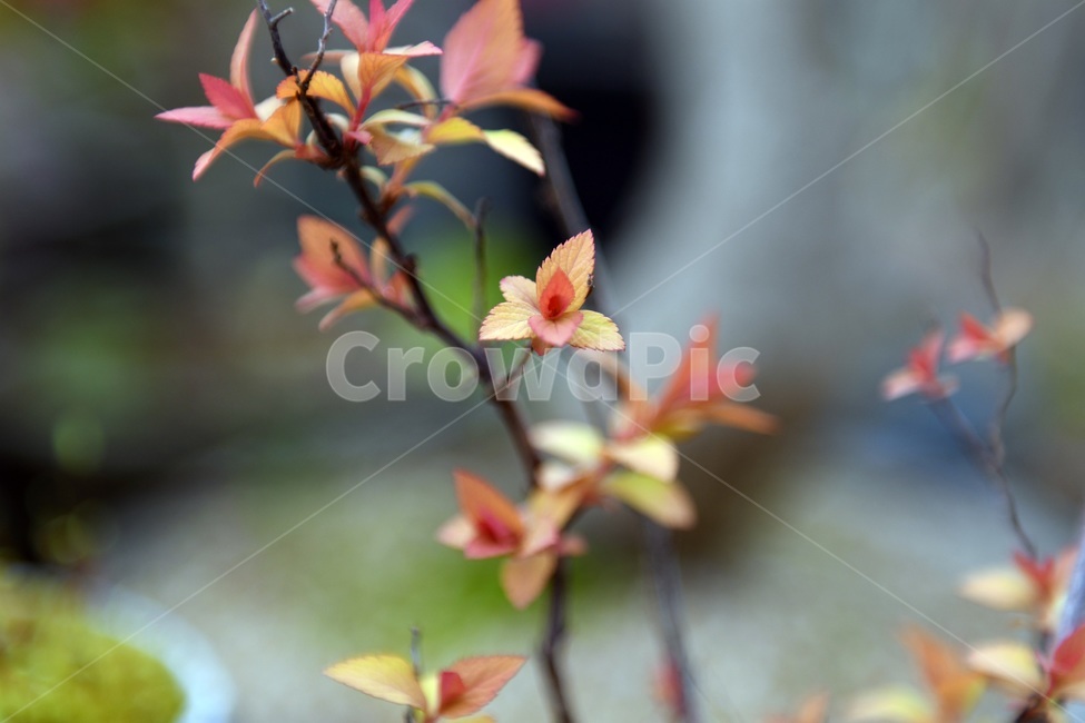 식물,꽃,감성사진,자연,flower,꽃사진,봄,봄꽃,계절,감성,4월,spring,힐링,자연풍경,풍경,봄,계절,spring,season,식물,자연,plants,nature,꽃,flower,leaf,잎,plant