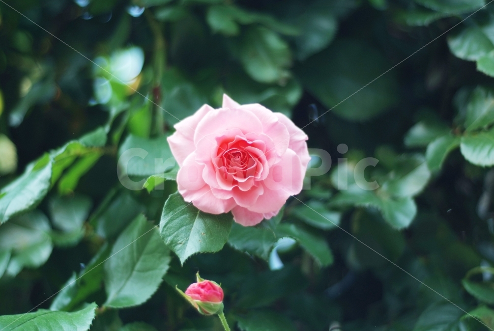 장미,분홍장미,꽃,봄,봄꽃,rose,pink,flowers,spring,식물,자연,plants,nature,꽃,flower