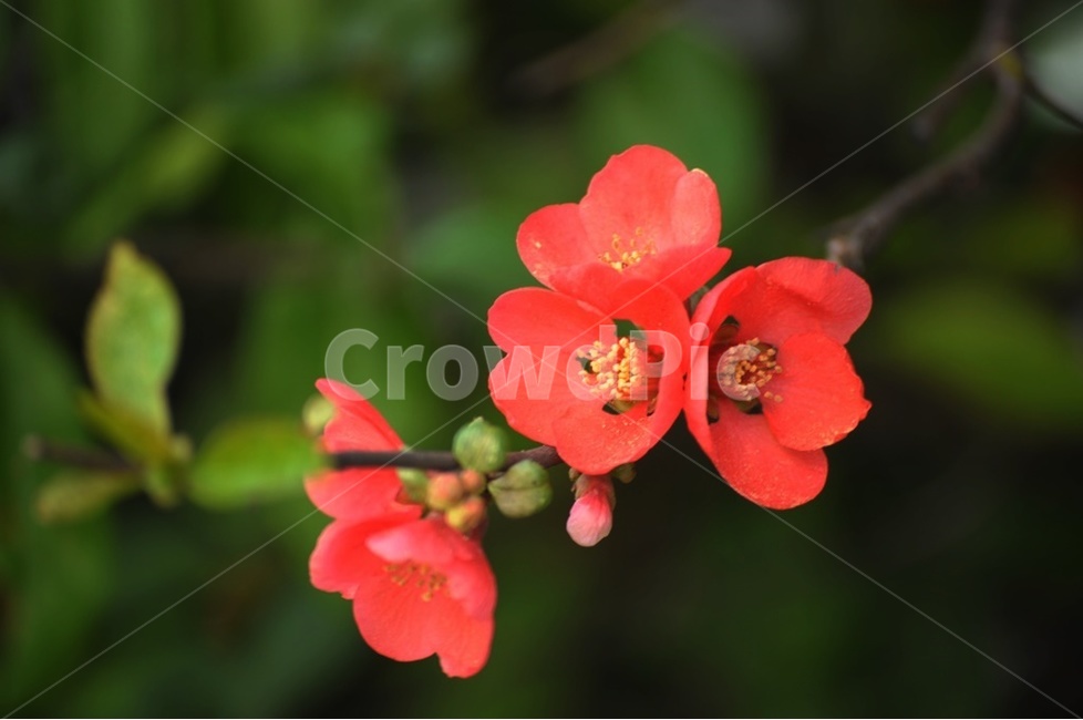봄,산당화,붉은꽃,가시나무,동백,식물,자연,plants,nature,꽃,flower