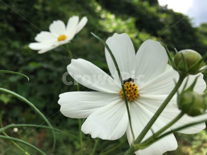 꽃,벌,근접,자연,식물,식물,자연,plants,nature,꽃,flower