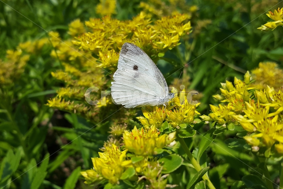 기린초,나비,돌나물과,노란꽃,더듬이,자연,생명,SedumkamtschaticumFisch,sedum,여러해살이,초본식물,flower,butterfly,antennae,thorax,leg,adbomen,꽃,식물,날개,흰나비,곤충,겹눈,비늘가루,인분,빠삐용