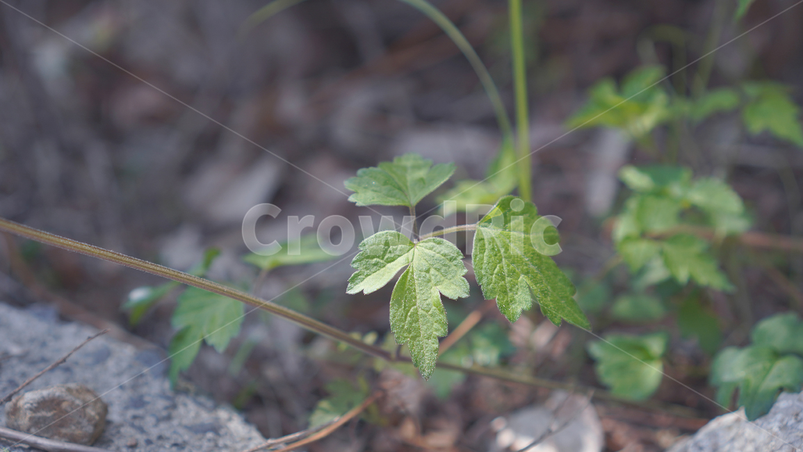 plant,식물,leaf,잎,들풀