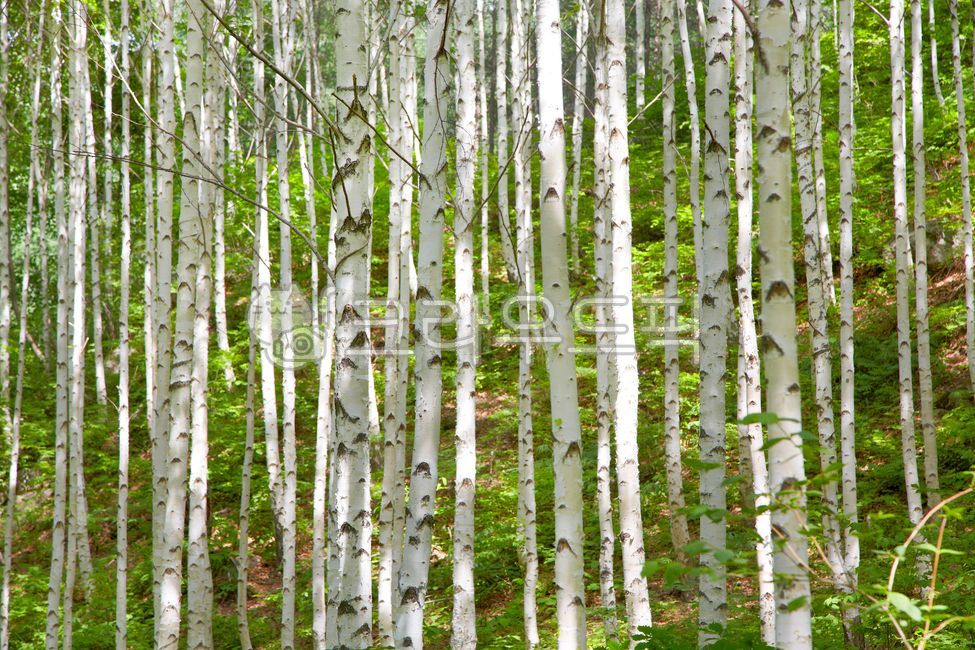 자작나무숲,인제자작나무숲,자작나무,숲속,숲길,잎,초록,잎사귀,이파리,삼림,birchforest,injebirchforest,birchtree,forestroad,green,leaf,leaves,forests,tree,나무,outdoors,옥외,작은숲,grove,nature,자연,삼림지,forest,숲,woodland