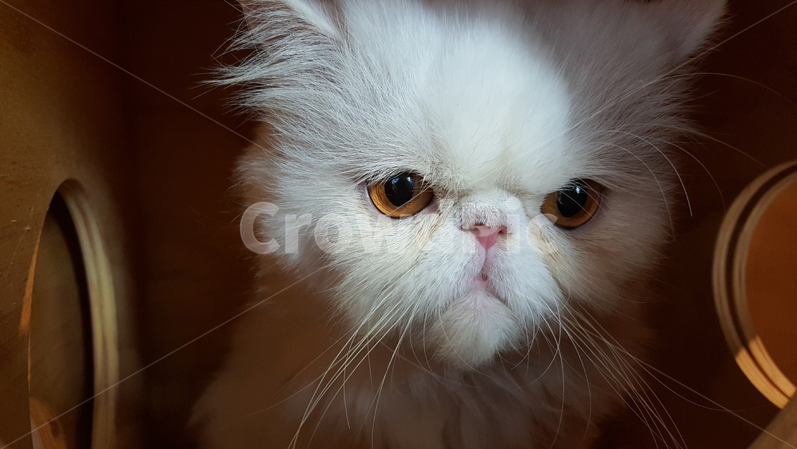 애완동물,고양이,반려동물,야옹이,cat,동물,펫