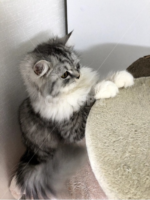 고양이,먼치킨,캣타워,털뭉치,솜뭉치,애완묘
