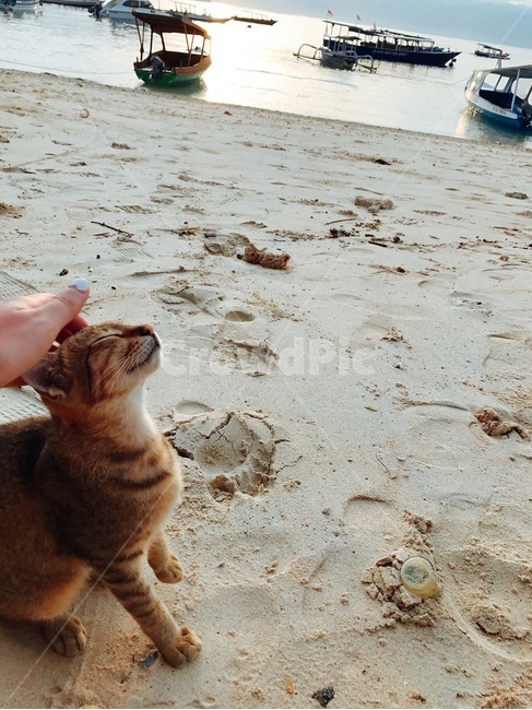 발리,길리,바다,휴양,고양이