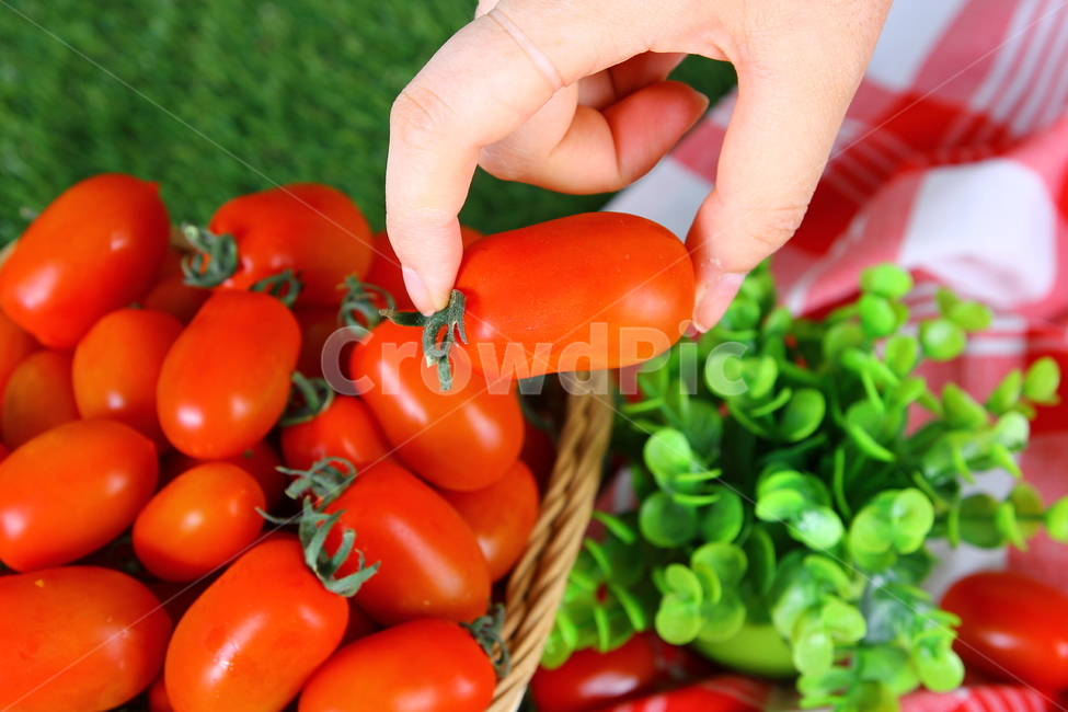 토마토,대추방울토마토,과일,야채,식품,신선,음식,빨간,tomato,jujubetomatoes,fruits,vegetables,fresh,food,red,음식,식재료,요리,food,cook,meal,dishes,food reserves,과일,열매,fruit,채소,야채,vegetables