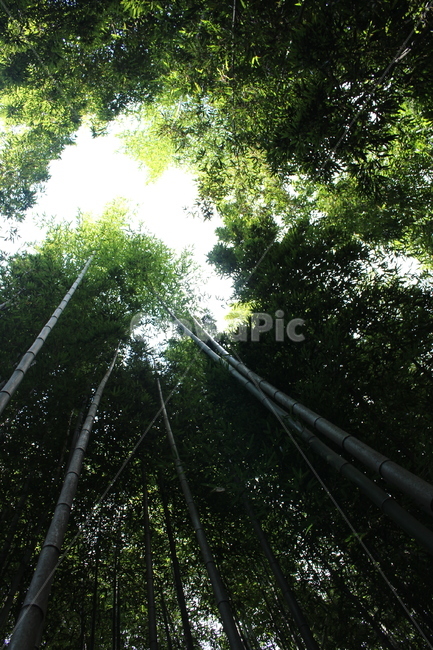 대나무,하늘,초록,나무,빛,자연,풍경,nature,landscape,plant,식물,bamboo