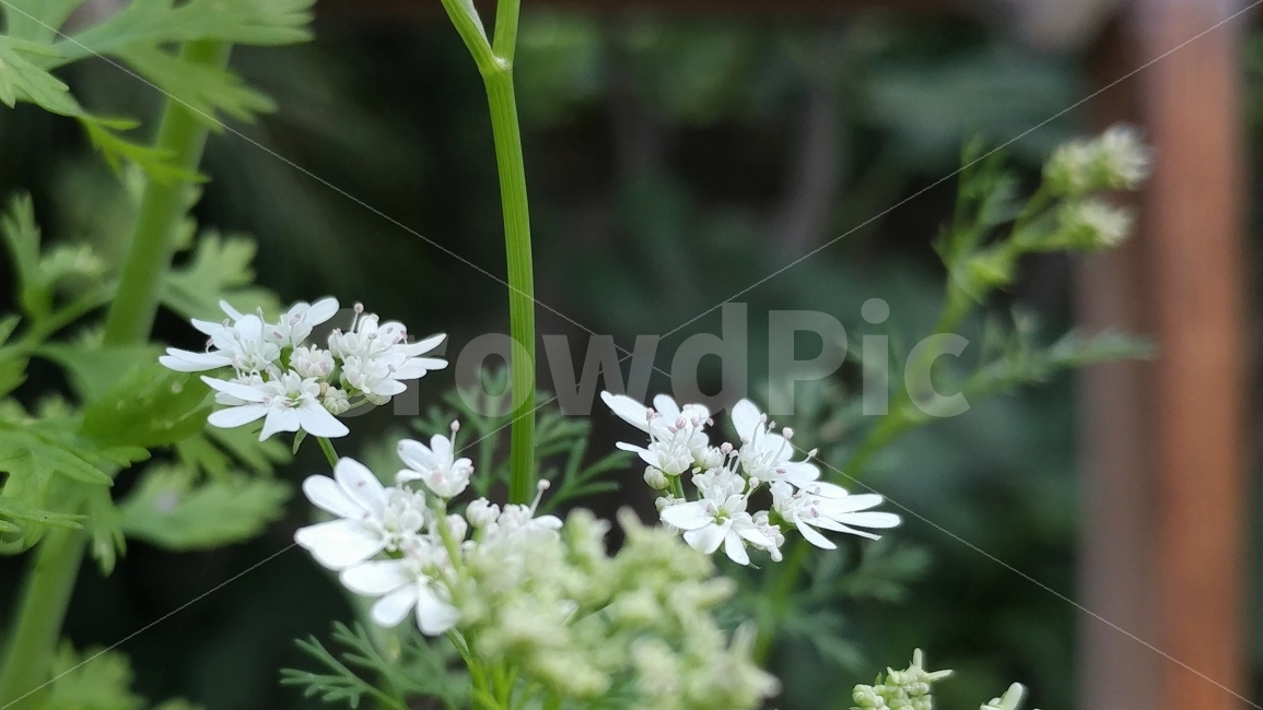 고수꽃,허브,텃밭,하얀꽃,cilantroflower,herb,backyardfarm,gardeningfun,whiteflower,식물,자연,plants,nature,꽃,flower