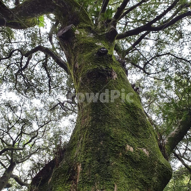 비자림,비자나무,이끼,고목,숲,식물,자연,plants,nature,나무,trees,wood