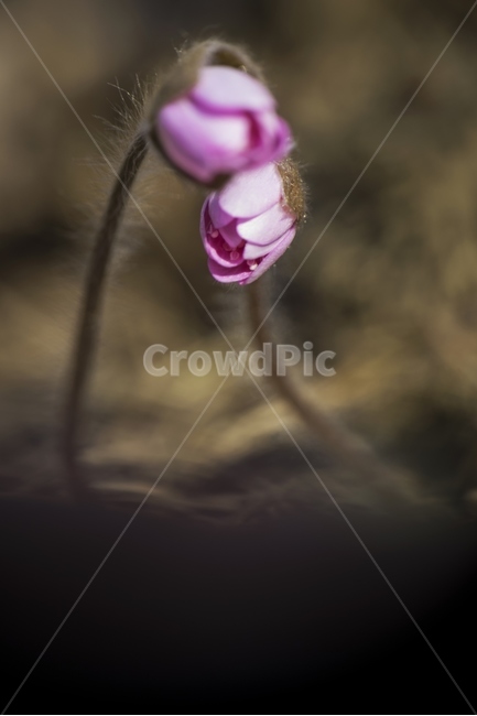 꽃,flower,노루귀꽃,봄꽃,식물,plant,blossom,식물,자연,plants,nature,꽃,flower
