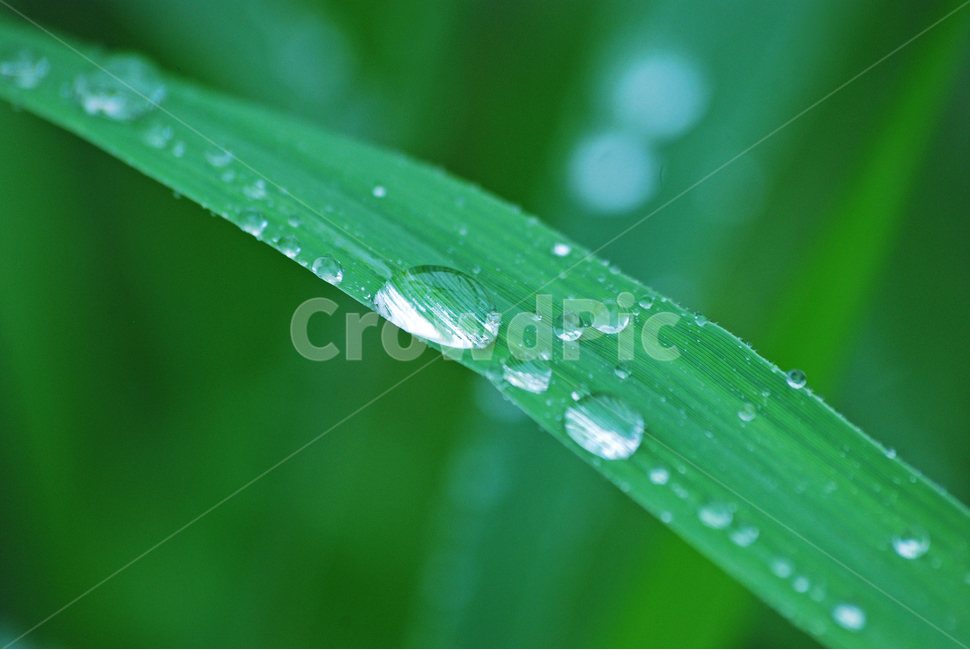 이슬,물방울,풀잎이슬,투명,빗방울,봄비,dew,water,맺히다,방울방울,plant,green,초록,싱그러운,신선한,맑은,아침이슬,해맑은,빗물,초본,영롱한,접사,마크로,클로즈업,봄,계절,spring,season,식물,자연,plants,nature,droplet,작은 물방울,leaf,잎