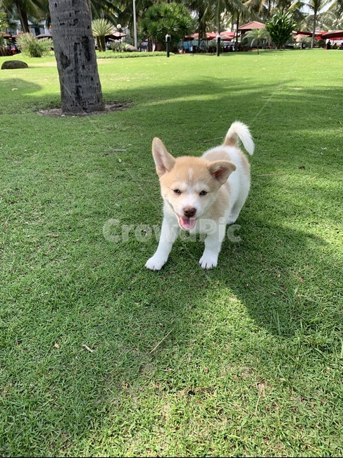 강아지,잔디,반려견,애완동물,새끼강아지,새끼