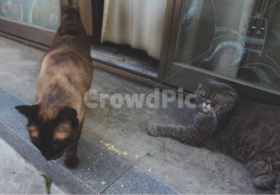 고양이,동물,동물피사체,나른함,한가로움,동물,animal,포유류,mammal,고양이,cat,kitten,kitty
