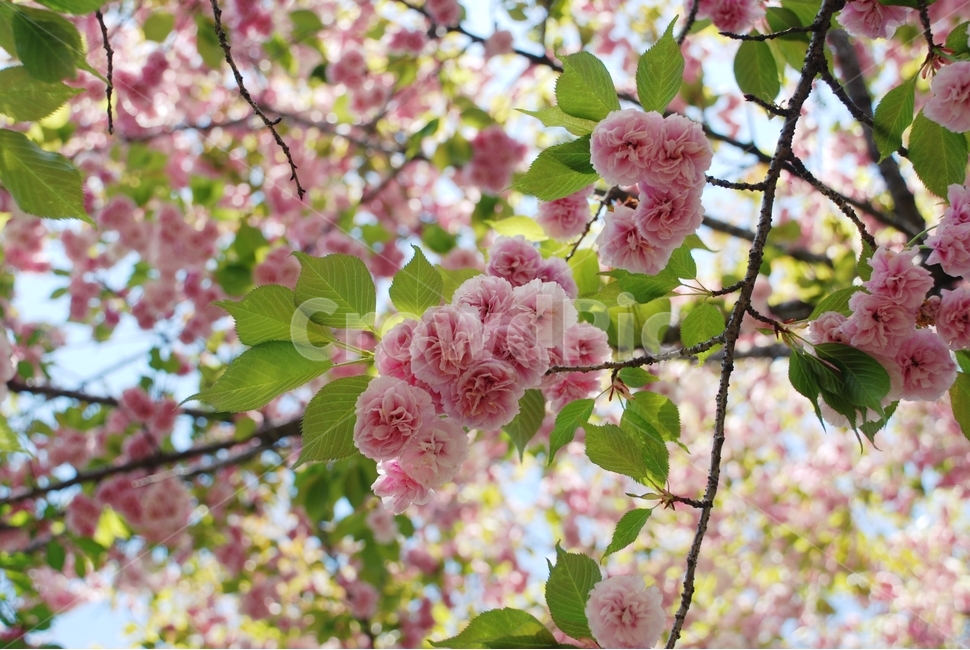 꽃,봄,식물,자연,벚꽃,겹벚꽃,봄,계절,spring,season,식물,자연,plants,nature,꽃,flower,plant,blossom,cherry blossom