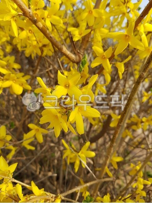 flower,꽃,개나리,노란개나리,봄꽃,봄