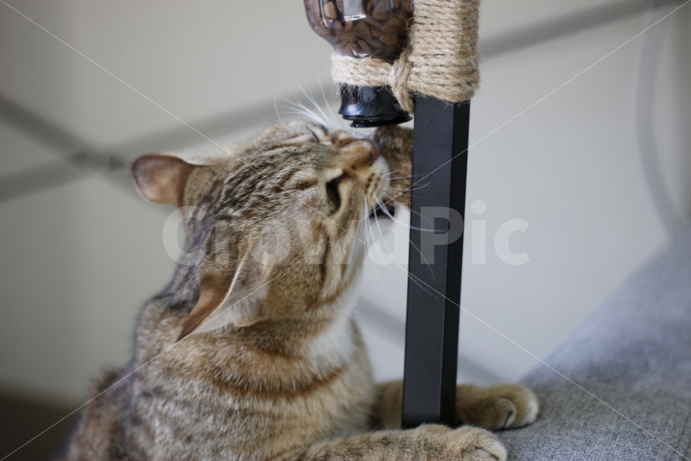 고양이,반려동물,유기묘,길냥이,애완동물,cat,pet,kitten,아기고양이,코숏,코리안숏헤어,동물,animal,캣맘,캣대디,사료,장난감,디스펜서,동물,animal,고양이,cat,kitten,kitty,포유류,mammal