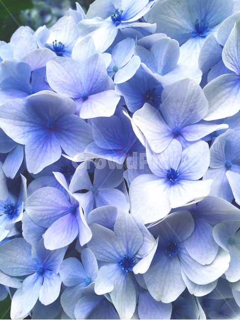수국,꽃,보라색,자연,감성,식물,flower,배경,클로즈업