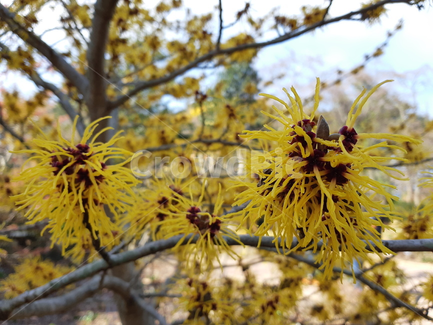 plant,식물,tree,꽃,flower