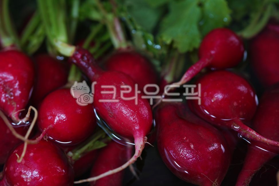 무우, 수확, 유기농, 신선한, 음식, 사진,이미지,일러스트,캘리그라피 - LHG작가