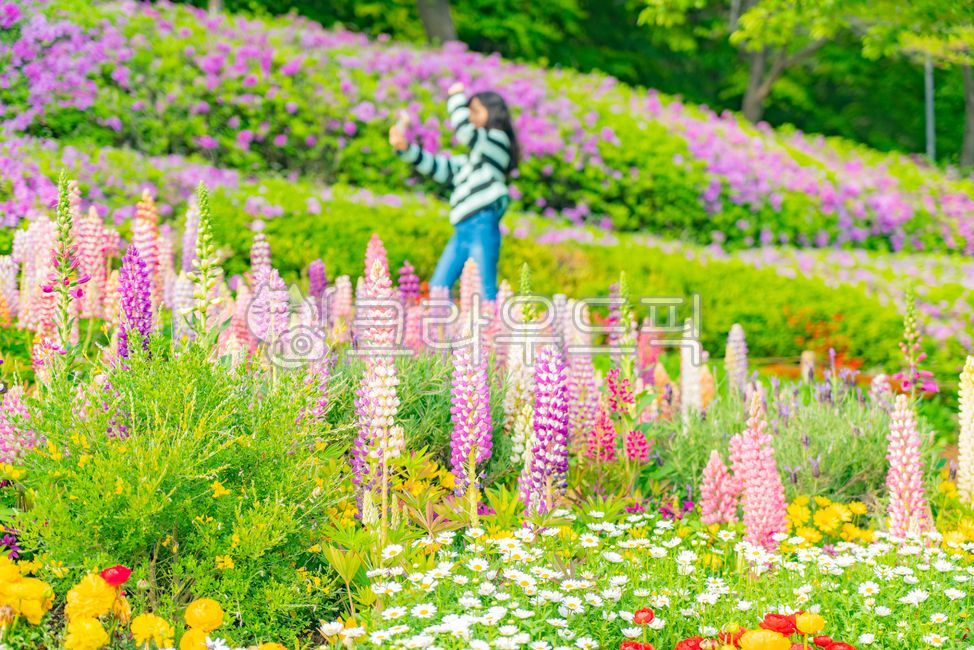 식물,꽃,허브,봄꽃,plant,flower,blossom,herb