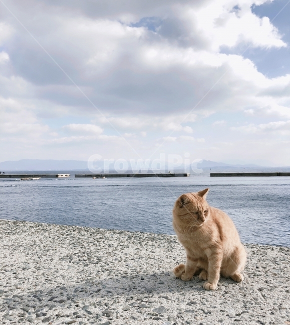 고양이,포유류,바다,cat,동물,animal,일본,아이노시마,동물,animal,포유류,mammal,고양이,cat,kitten,kitty
