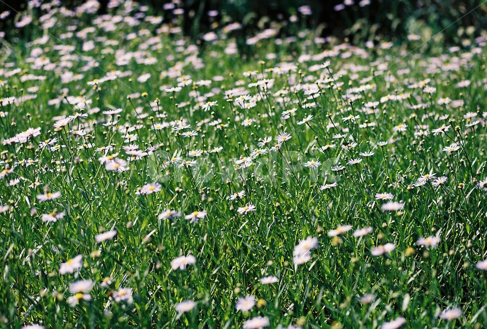 outdoors,nature,자연,야생화,쑥부쟁이,wildflower