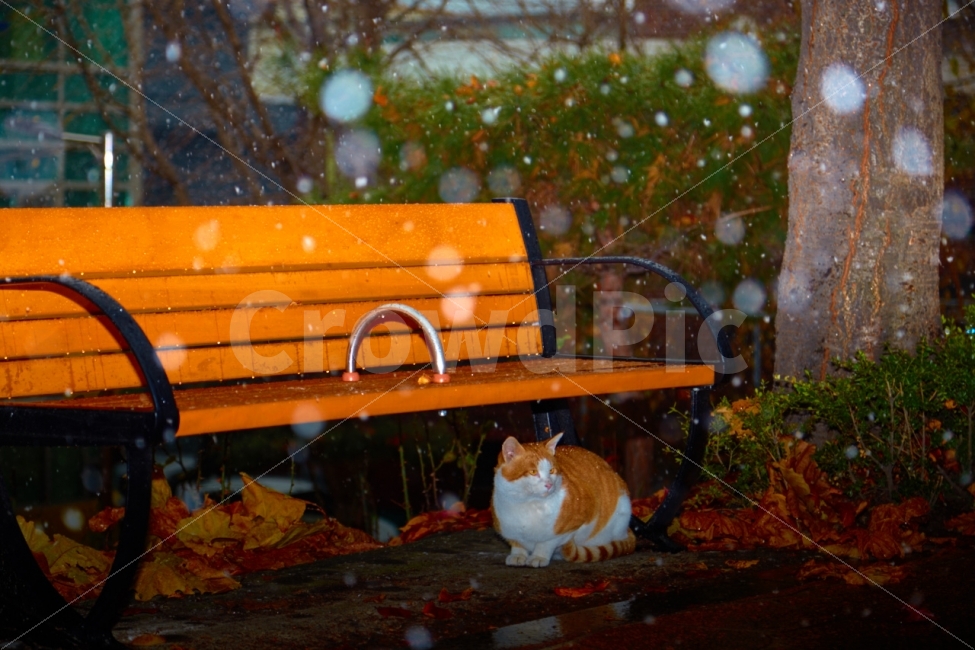 가을,첫눈,길냥이,쉼터,의자,낙엽,보케,동물,animal,감성,sensible,feeling,겨울,계절,winter,season