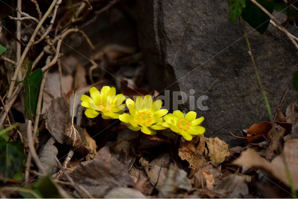 복수초,얼음새꽃,개복수초,2018년,2월,야생화,꽃,생태,식물,자연,들꽃,산꽃,봄,감성,힐링,플라워,계절,시즌,wild,Flower,plants,nature,spring,season,배경,나무,목본,풀,초본,노란색,미나리아재비과,복수초속,flower,부산,식물,자연,plants,nature,꽃,flower