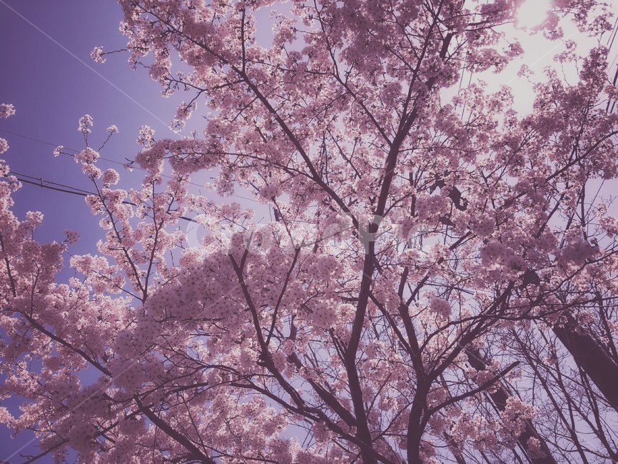 봄,벚꽃,벚꽃엔딩,봄봄봄,봄날,분홍,봄,계절,spring,season,자연,풍경,nature,landscape,plant,식물,flower,꽃,blossom,cherry blossom