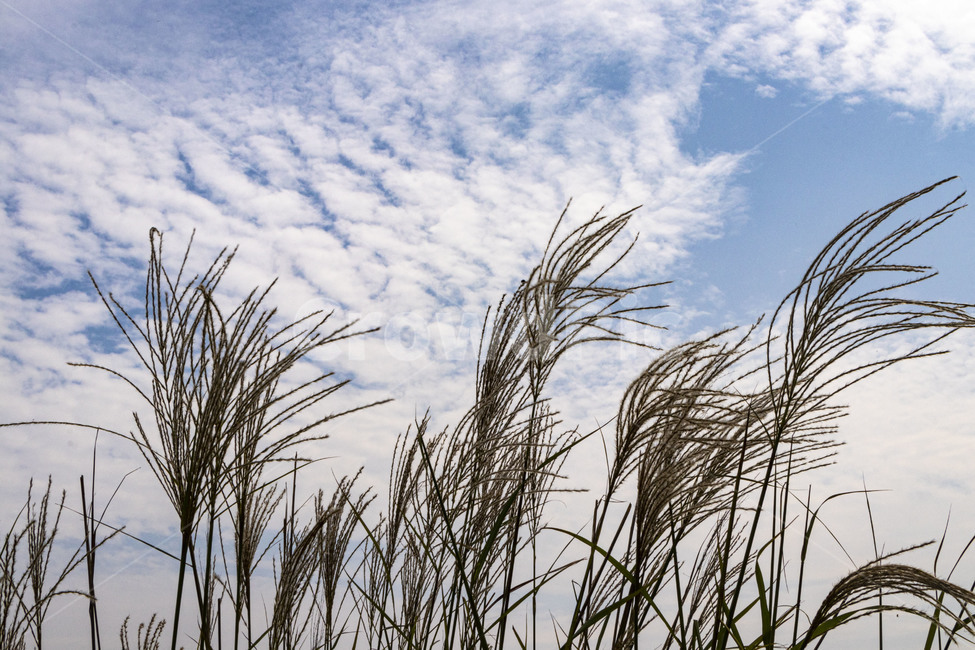 억새,억새풀,silvergrass,가을억새,푸른하늘,구름,plant,reed,식물,가을,계절,fall,autumn,season,grass,잔디,lawn,갈대