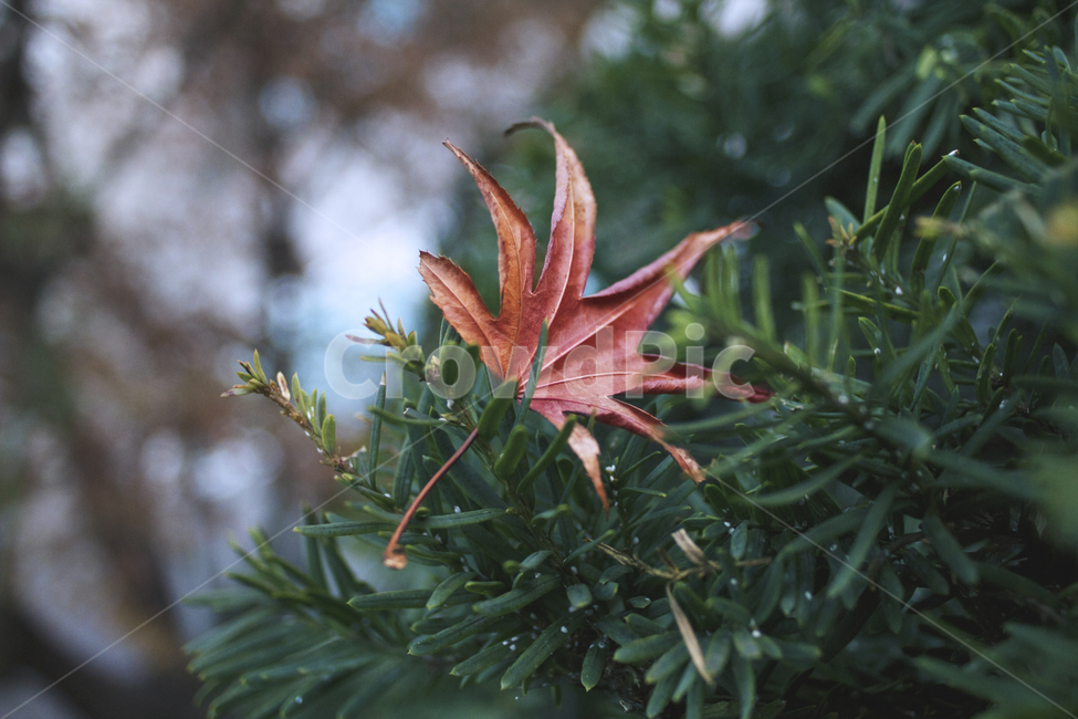 낙엽,가을,식물,나뭇잎,잎,가을,계절,fall,autumn,season,식물,자연,plants,nature,감성,sensible,feeling,leaf,plant,tree,나무