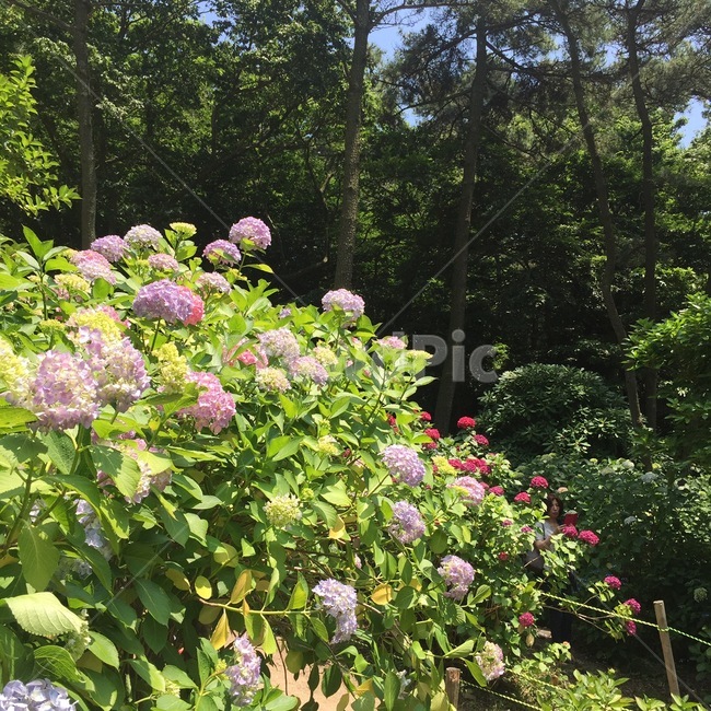 코스모스,하늘,꽃밭,화원,꽃,식물,자연,plants,nature,꽃,flower