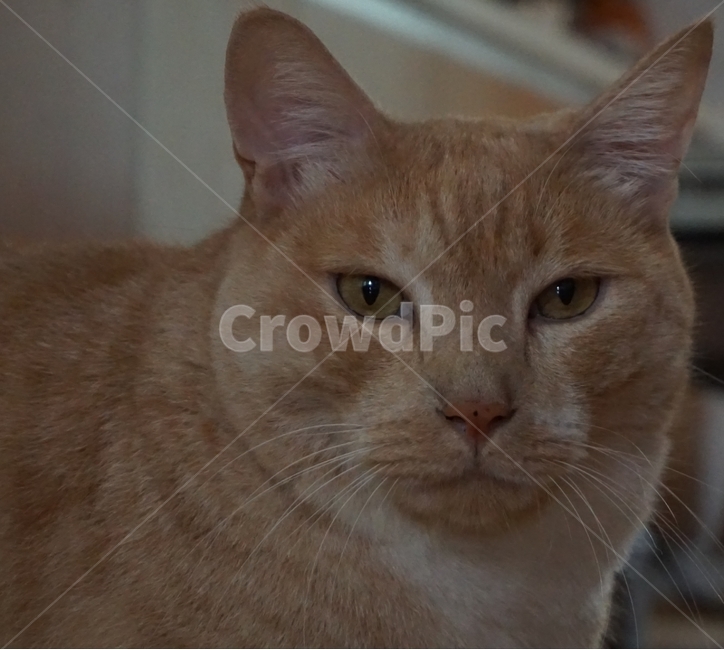 cat,고양이,mammal,포유류,animal,동물,pet,반려동물,반려묘,코리안숏헤어,koreanshorthair,코숏,냐옹이,kitty,동물,animal,포유류,mammal,고양이,cat,kitten,kitty