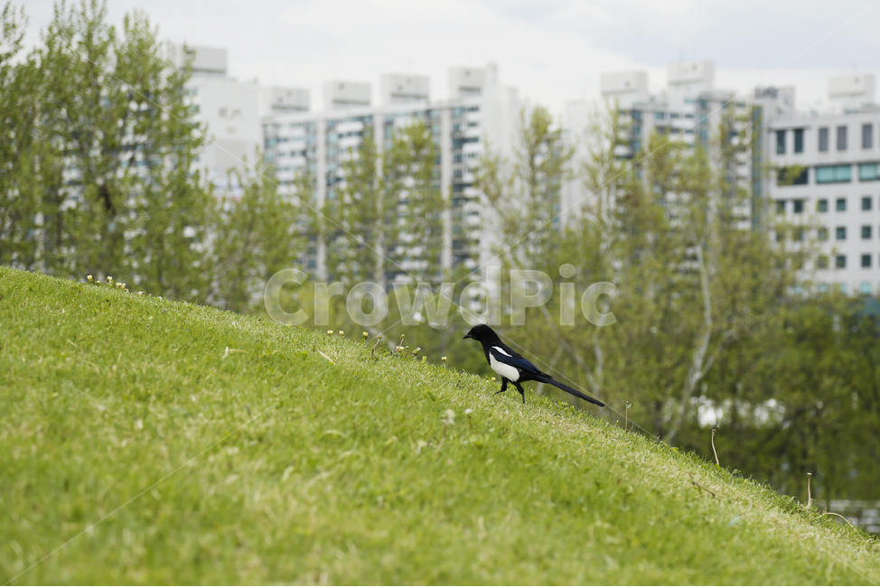 animal,동물,bird,새,명절,설날,추석,까치,외톨이,등산,공원,동물,animal,조류,새,birds