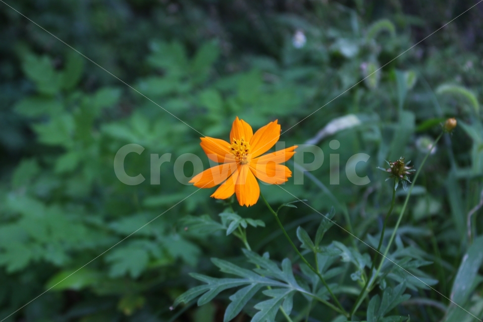 꽃,감성사진,코스모스,가을,풍경사진,풍경,색감,자연,식물,자연,plants,nature,꽃,flower