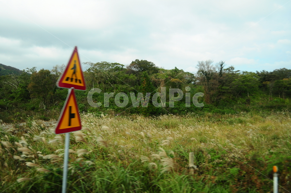 제주도,풍경,자연,갈대,억새,풀,표지판,나무,숲,자연,풍경,nature,landscape